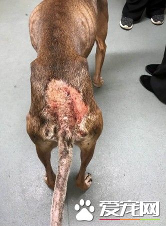 英国发生恐怖虐狗事件 狗狗惨遭螺丝起子钻头穿眼