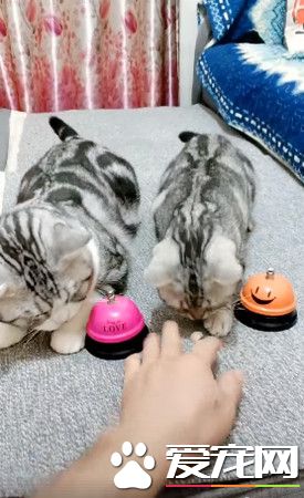 快给朕上菜! 狂按服务铃让奴才上菜忙翻了