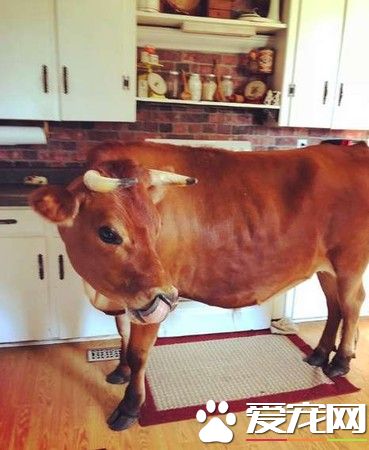 圣诞意料之外的活体礼物 我家养了一头牛真实版
