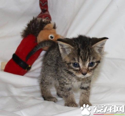 一笼小猫被遗弃雪地 12条小生命差点白白送命