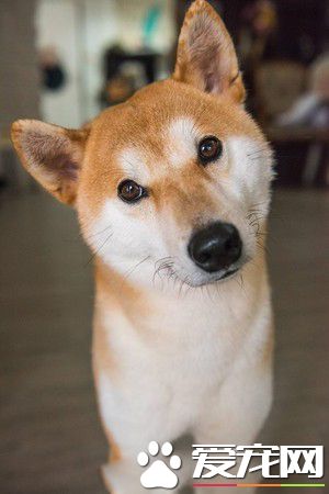 猫狗大战的前哨？ 啊柴严肃盯着桌上3只喵老大