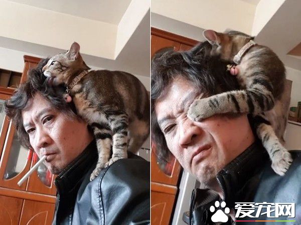 虎斑猫整只爬到爸爸头上 塞乃理毛景象超可爱