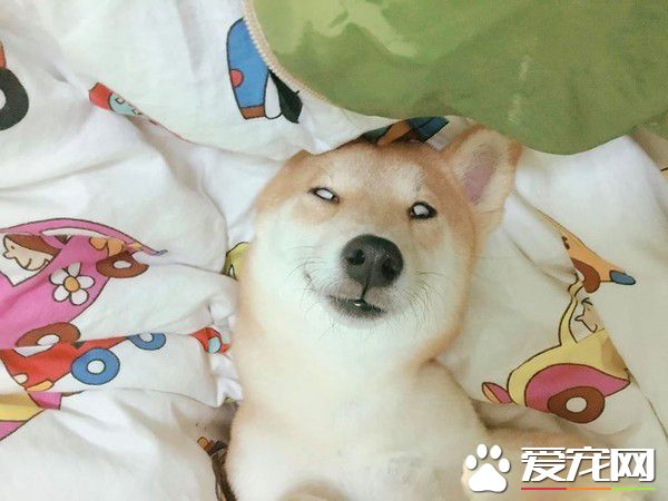 柴柴睡像被马麻出卖 超浮夸的表情吓坏粉丝