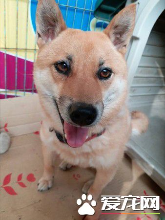 这精湛演技给100分 啊柴为不出门上演悲情戏码