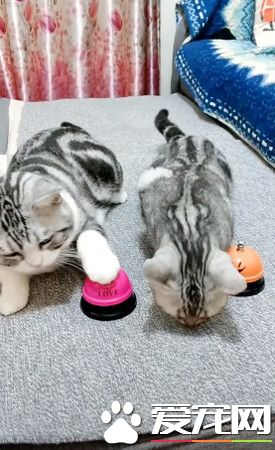 快给朕上菜! 狂按服务铃让奴才上菜忙翻了