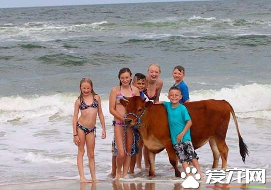 圣诞意料之外的活体礼物 我家养了一头牛真实版