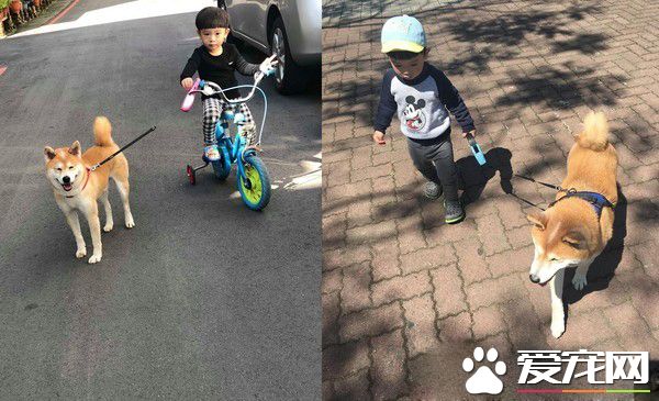 弟弟哄汪睡觉唱摇篮曲 根本就是专业保姆