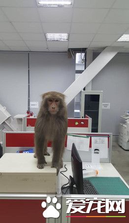 稀客老板来访视察工作 吓得员工不敢进去