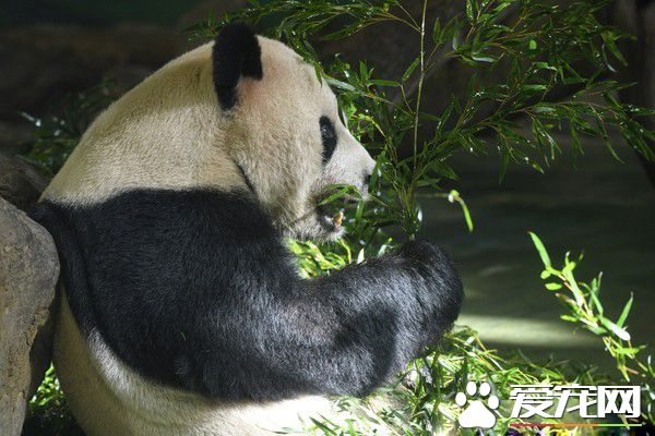 这个怪东西能吃? 试10天熊猫才愿吃水煮蛋