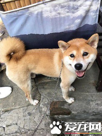 弟弟哄汪睡觉唱摇篮曲 根本就是专业保姆