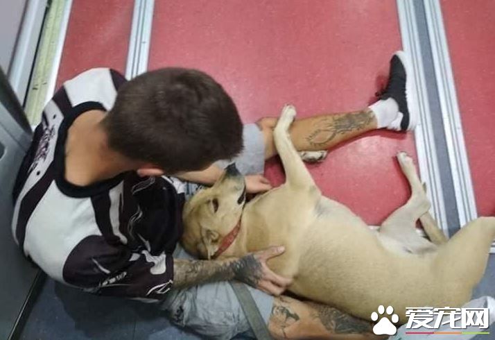 忠心汪护主对警察狂吠 却惨遭开枪射杀