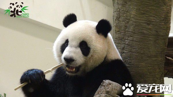 这个怪东西能吃? 试10天熊猫才愿吃水煮蛋