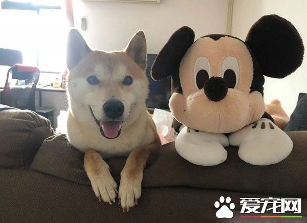 猫狗大战的前哨？ 啊柴严肃盯着桌上3只喵老大