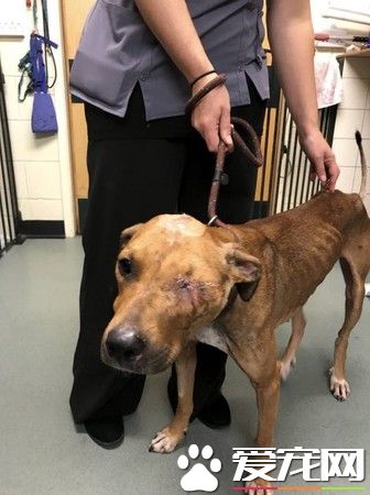 英国发生恐怖虐狗事件 狗狗惨遭螺丝起子钻头穿眼