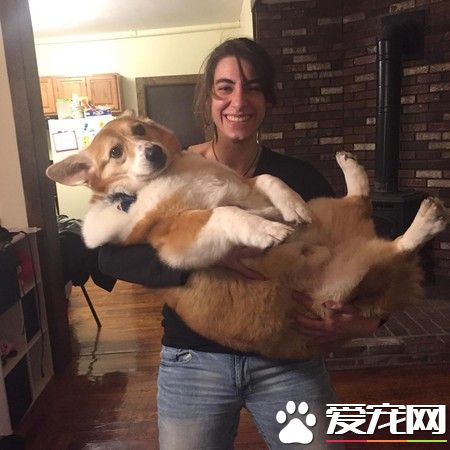 一只走红宠物界明星柯基 巨无霸身材依然萌度破表