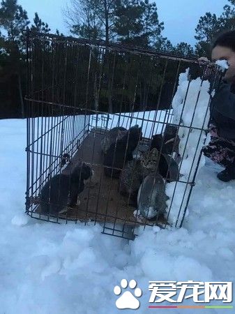 一笼小猫被遗弃雪地 12条小生命差点白白送命