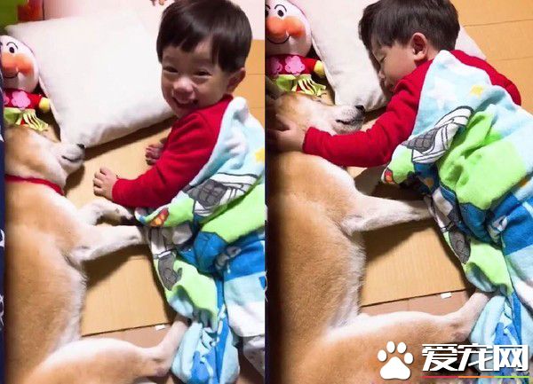 弟弟哄汪睡觉唱摇篮曲 根本就是专业保姆