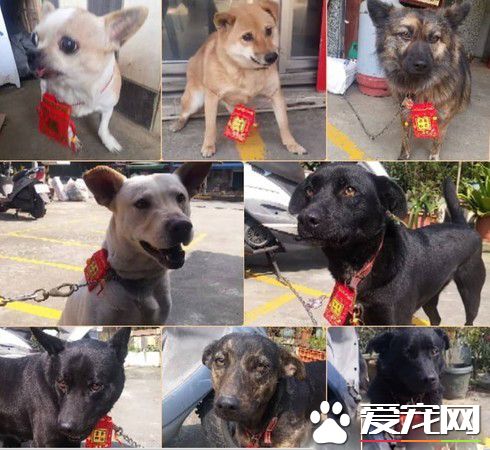 这精湛演技给100分 啊柴为不出门上演悲情戏码