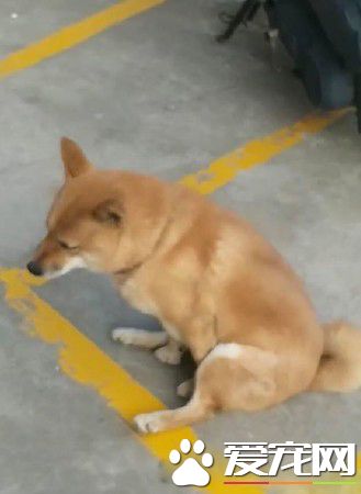 这精湛演技给100分 啊柴为不出门上演悲情戏码