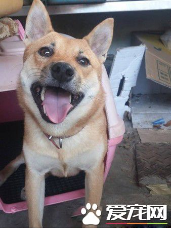 这精湛演技给100分 啊柴为不出门上演悲情戏码