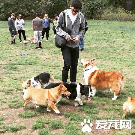 一只走红宠物界明星柯基 巨无霸身材依然萌度破表