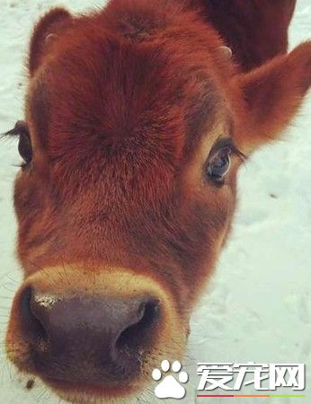 圣诞意料之外的活体礼物 我家养了一头牛真实版