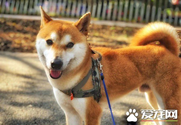 猫狗大战的前哨？ 啊柴严肃盯着桌上3只喵老大