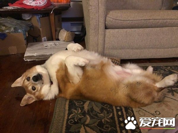 一只走红宠物界明星柯基 巨无霸身材依然萌度破表