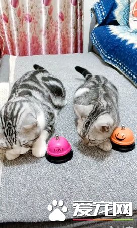 快给朕上菜! 狂按服务铃让奴才上菜忙翻了