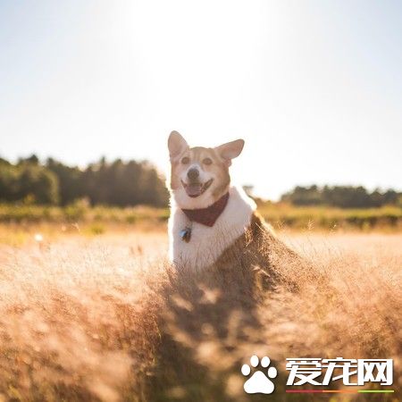 一只走红宠物界明星柯基 巨无霸身材依然萌度破表