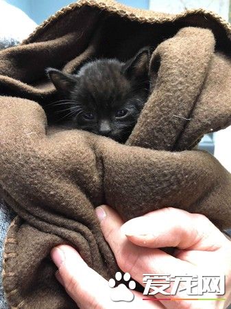 一笼小猫被遗弃雪地 12条小生命差点白白送命