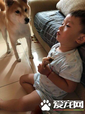 弟弟哄汪睡觉唱摇篮曲 根本就是专业保姆