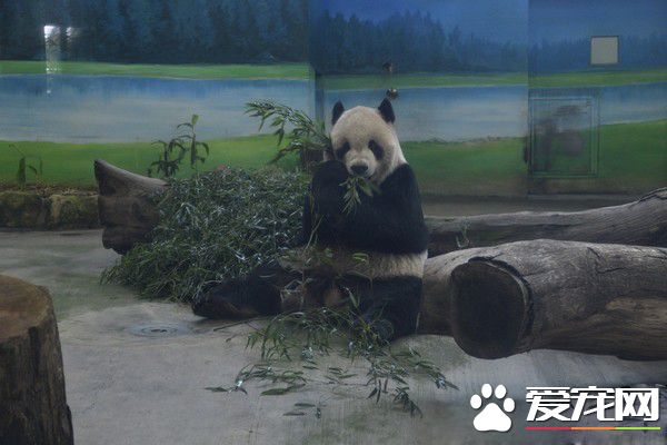 这个怪东西能吃? 试10天熊猫才愿吃水煮蛋