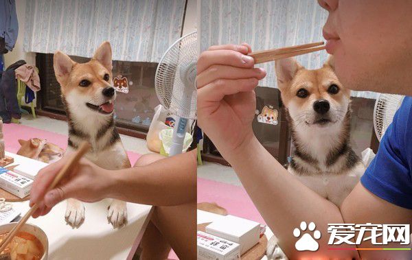 柴柴睡像被马麻出卖 超浮夸的表情吓坏粉丝