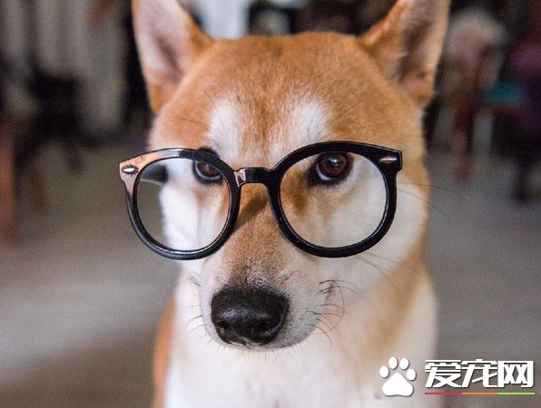 猫狗大战的前哨？ 啊柴严肃盯着桌上3只喵老大