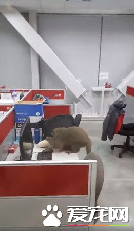 稀客老板来访视察工作 吓得员工不敢进去