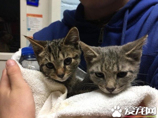 一笼小猫被遗弃雪地 12条小生命差点白白送命