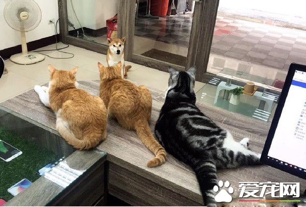 猫狗大战的前哨？ 啊柴严肃盯着桌上3只喵老大
