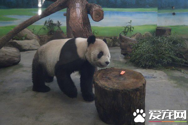 这个怪东西能吃? 试10天熊猫才愿吃水煮蛋