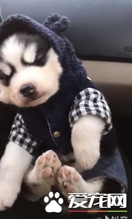 哈宝宝在马麻腿上进入深层冬眠 怎么叫都叫不醒