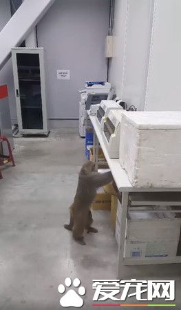 稀客老板来访视察工作 吓得员工不敢进去