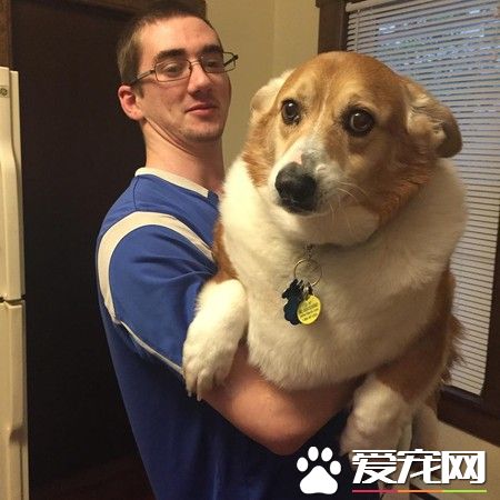 一只走红宠物界明星柯基 巨无霸身材依然萌度破表