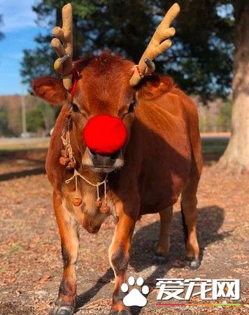 圣诞意料之外的活体礼物 我家养了一头牛真实版