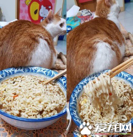 猫主子的花式取暖 让奴才超级崩溃