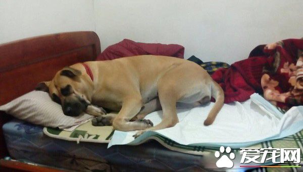 感情超好!爸爸过世头七 健康大黄狗咬舌自尽