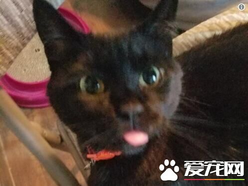 修缮员无功而返留下纸条 原来黑猫监工不准进门