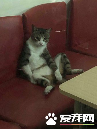 社区新来的警卫超萌!原来新警卫是个尽职喵星人