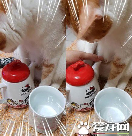 猫主子的花式取暖 让奴才超级崩溃