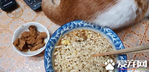 猫主子的花式取暖 让奴才超级崩溃