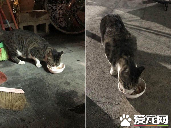 社区新来的警卫超萌!原来新警卫是个尽职喵星人